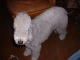 blog