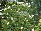 blog1