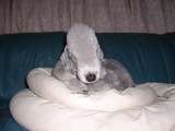 てんじん。