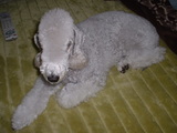 blog