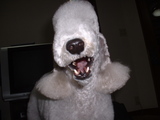 blog