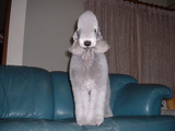 blog