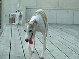 blog