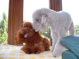 blog