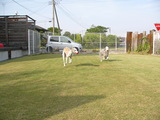 てんじん。