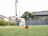 てんじん。