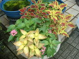 blog