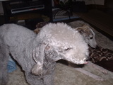 blog