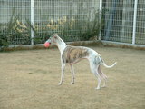 blog