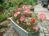 blog