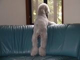 blog