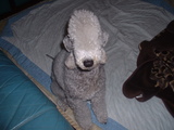 blog