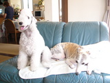 blog