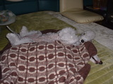 blog