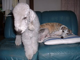Blog