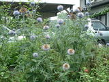 blog