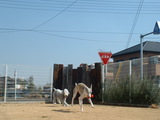 blog