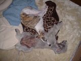 Blog