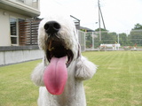 てんじん。