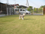 てんじん。