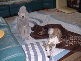blog