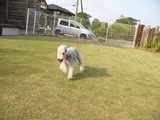 てんじん。