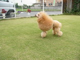 てんじん。
