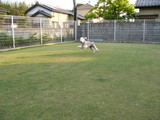 てんじん。
