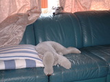 blog