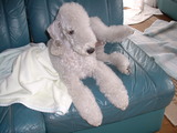 blog