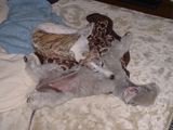 Blog