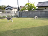 てんじん。