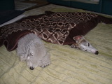 blog