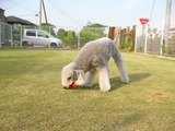 てんじん。