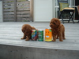 blog