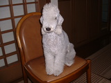 blog