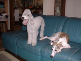 Blog