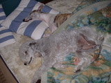 blog