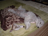 blog