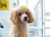 てんじん。