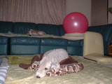 blog