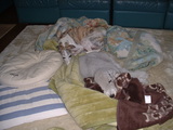 blog