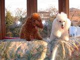 blog