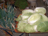 てんじん。