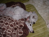 blog