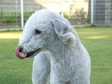 てんじん。
