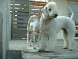 blog
