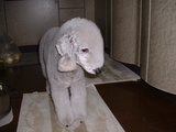 てんじん。