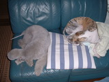 blog