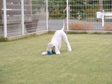 blog